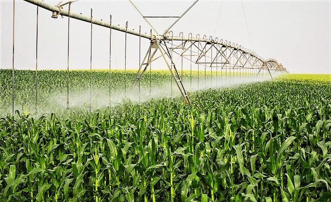 Center-pivot irrigation spraying a cornfield