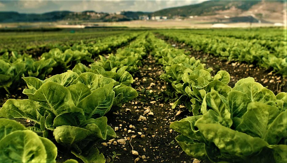 Healthy rows of crops in a field